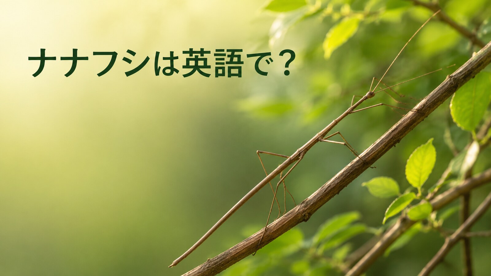 ナナフシは英語で？stick insect・walking stickの違いと擬態・成長