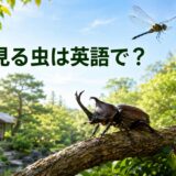夏に見る虫は英語で?カブトムシ・セミ・トンボなどの英語一覧