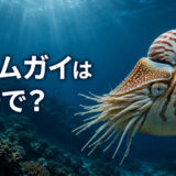 深海を泳ぐオウムガイと「オウムガイは英語で？」の文字