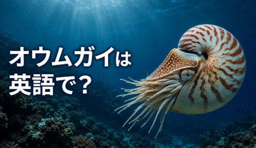 オウムガイは英語で？nautilusの発音・複数形とchambered nautilus、タコ・イカとの違い