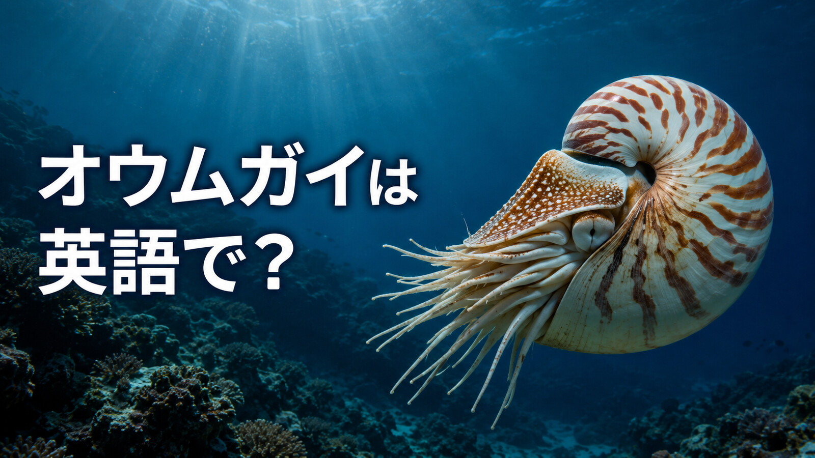 深海を泳ぐオウムガイと「オウムガイは英語で?」の文字