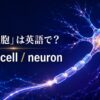 「神経細胞」は英語でnerve cellとneuron｜光るニューロンを示したアイキャッチ