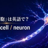 「神経細胞」は英語でnerve cellとneuron｜光るニューロンを示したアイキャッチ
