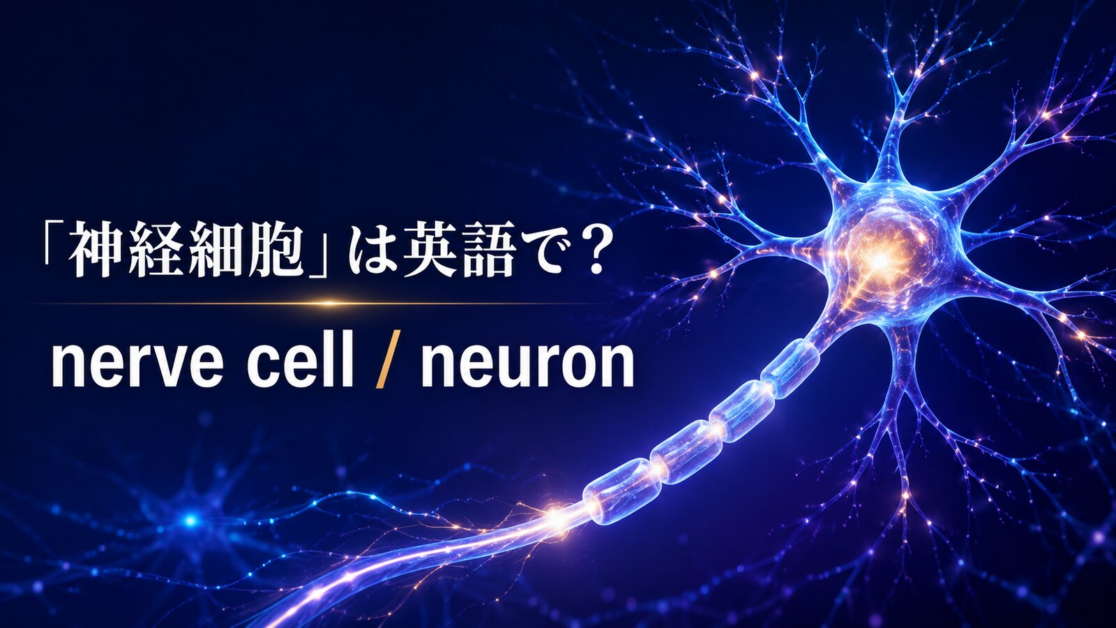 「神経細胞」は英語でnerve cellとneuron|光るニューロンを示したアイキャッチ