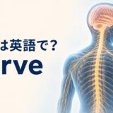 神経は英語でnerveと表すことを示す人体の神経系のアイキャッチ