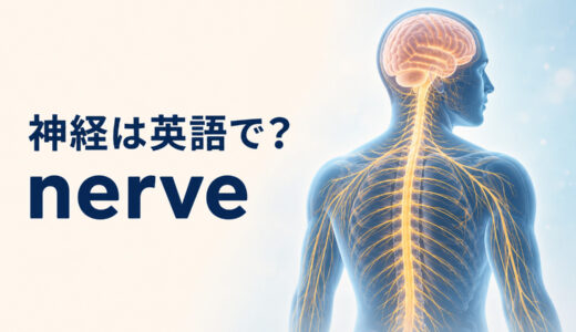 「神経」は英語で？nerveの発音・意味とnervous system、neuronとの違い