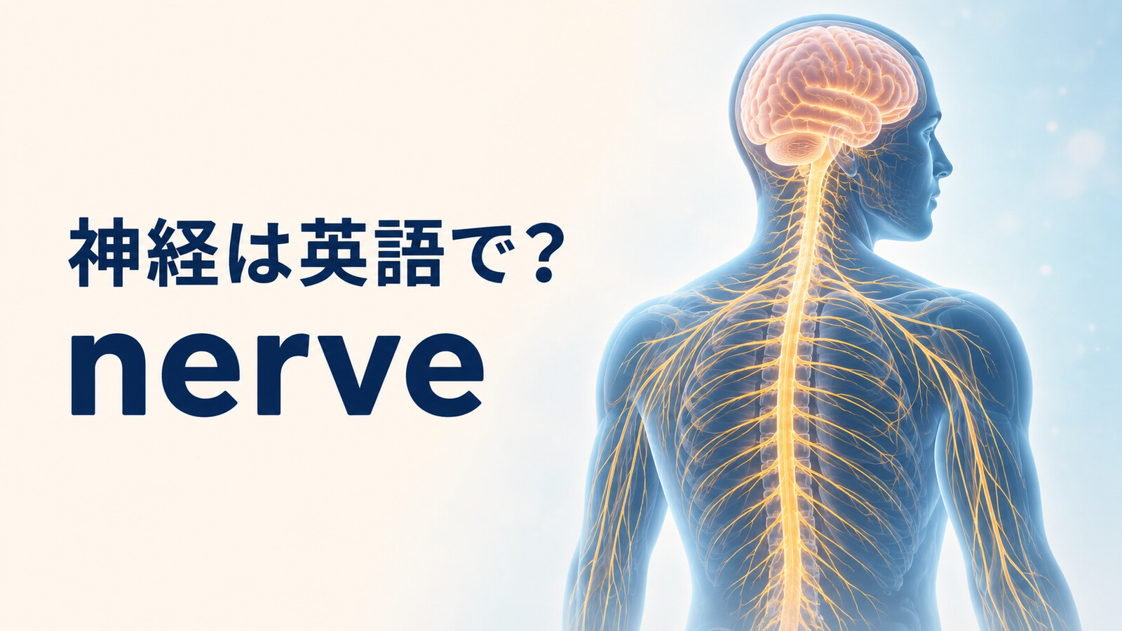 神経は英語でnerveと表すことを示す人体の神経系のアイキャッチ