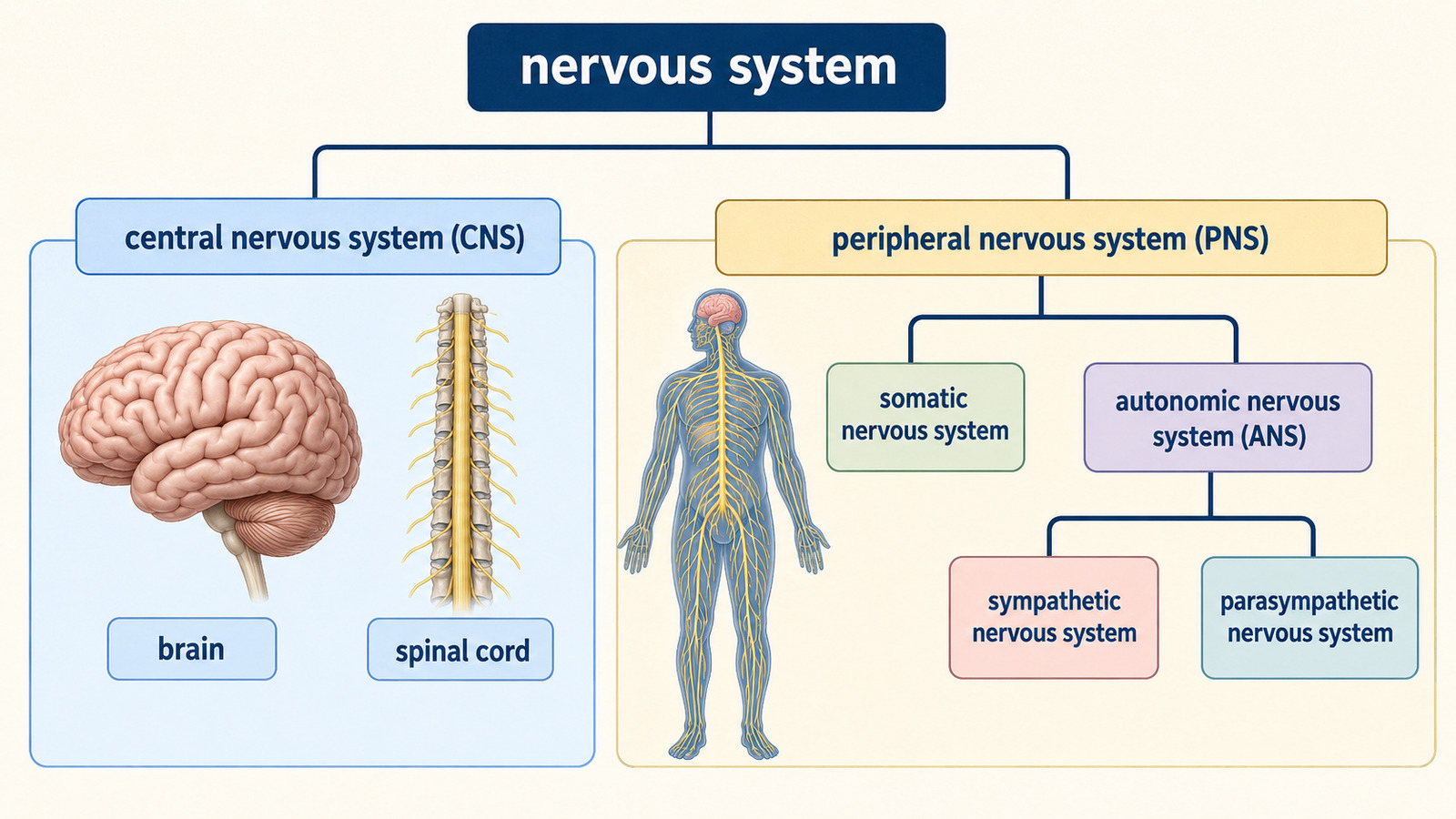 nervous systemをcentral nervous systemとperipheral nervous systemに分け、somatic・autonomic・sympathetic・parasympatheticへつなぐ英語図解