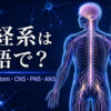 神経系は英語でnervous system｜CNS・PNS・ANSと脳・脊髄・末梢神経を示したアイキャッチ