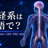 神経系は英語でnervous system｜CNS・PNS・ANSと脳・脊髄・末梢神経を示したアイキャッチ