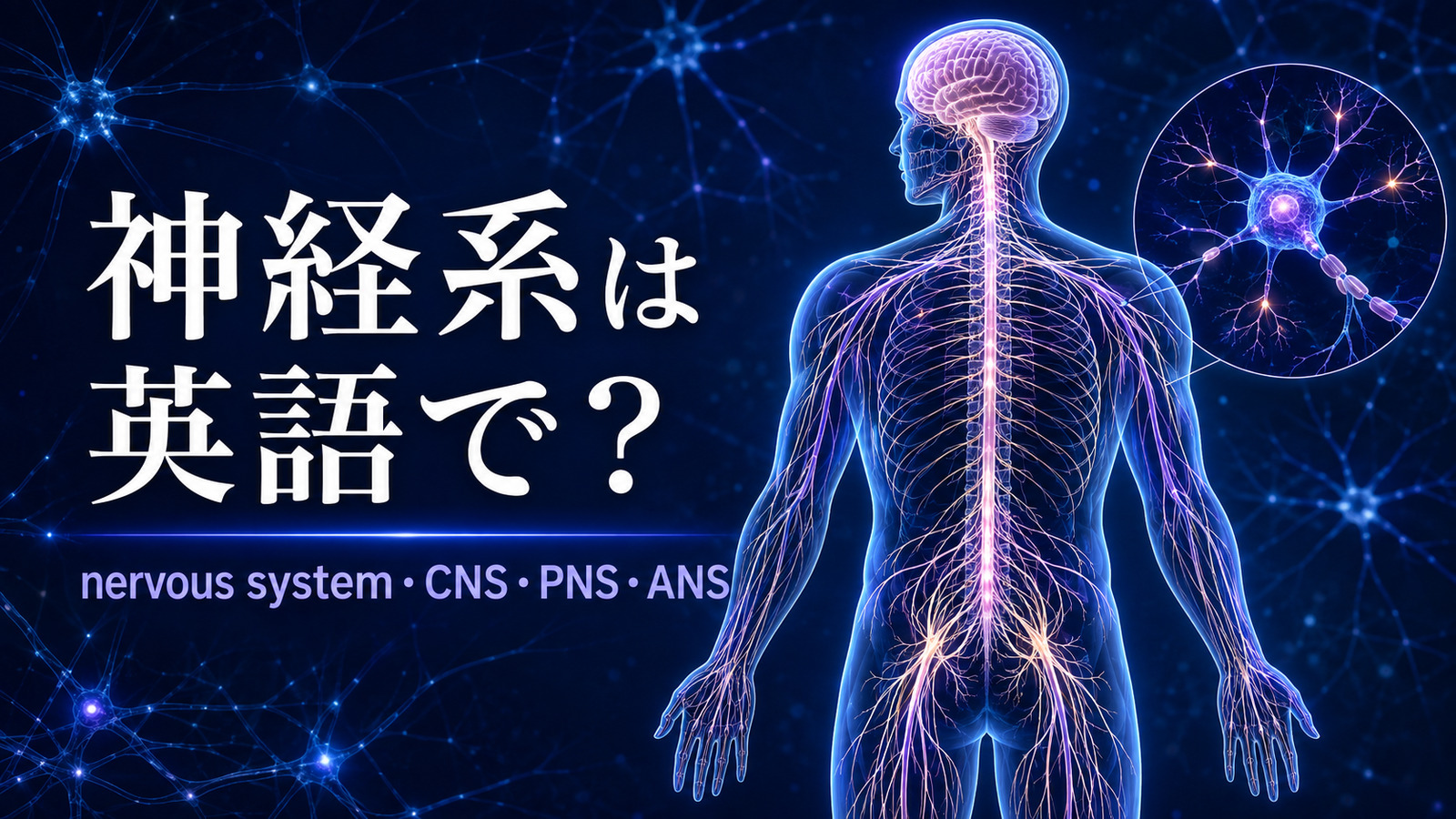 神経系を英語で｜nervous system・CNS・PNS・ANSの違いと仕組みを図解