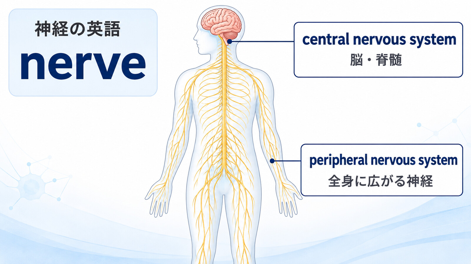 central nervous systemとperipheral nervous systemの違いを示す人体神経系の英語図解