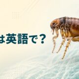 ノミは英語で?fleaの意味と発音を解説するアイキャッチ