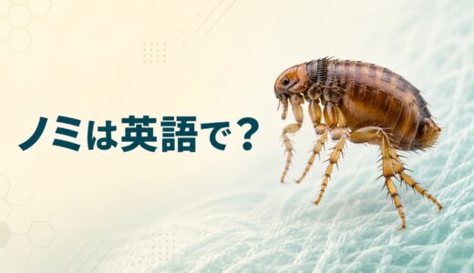 ノミは英語で？fleaの発音・複数形とtick、louseとの違いを解説