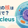 細胞の核は英語でnucleusと示すアイキャッチ画像