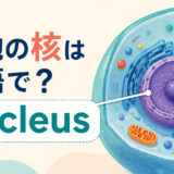 細胞の核は英語でnucleusと示すアイキャッチ画像