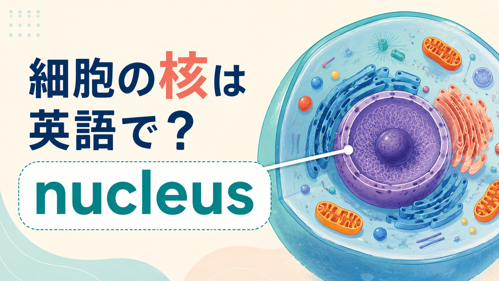 細胞の核は英語でnucleusと示すアイキャッチ画像