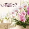 白・ピンク・紫のランの花と「ランは英語で？」の文字