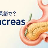 膵臓は英語でpancreas|胃と十二指腸に囲まれた膵臓のイラスト
