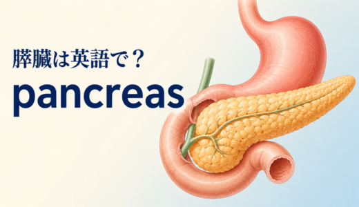 「膵臓」は英語で？pancreasの発音・語源、pancreaticとインスリンの英語
