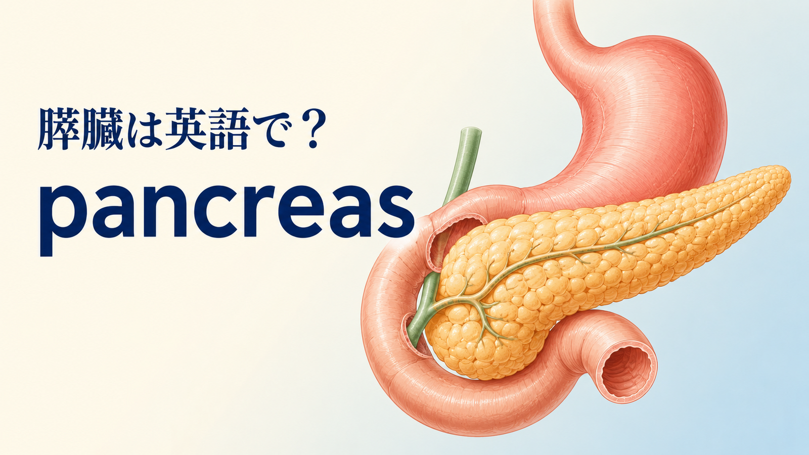 「膵臓」は英語で？pancreasの発音・語源、pancreaticとインスリンの英語