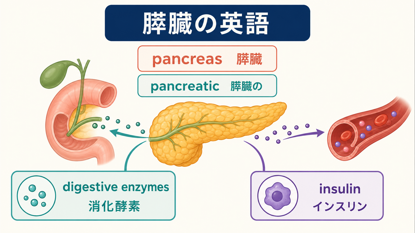 pancreasとpancreatic、digestive enzymes、insulinを説明する膵臓の英語図解