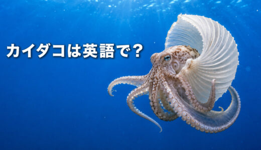 カイダコは英語で？paper nautilus・argonautの発音とオウムガイとの違い