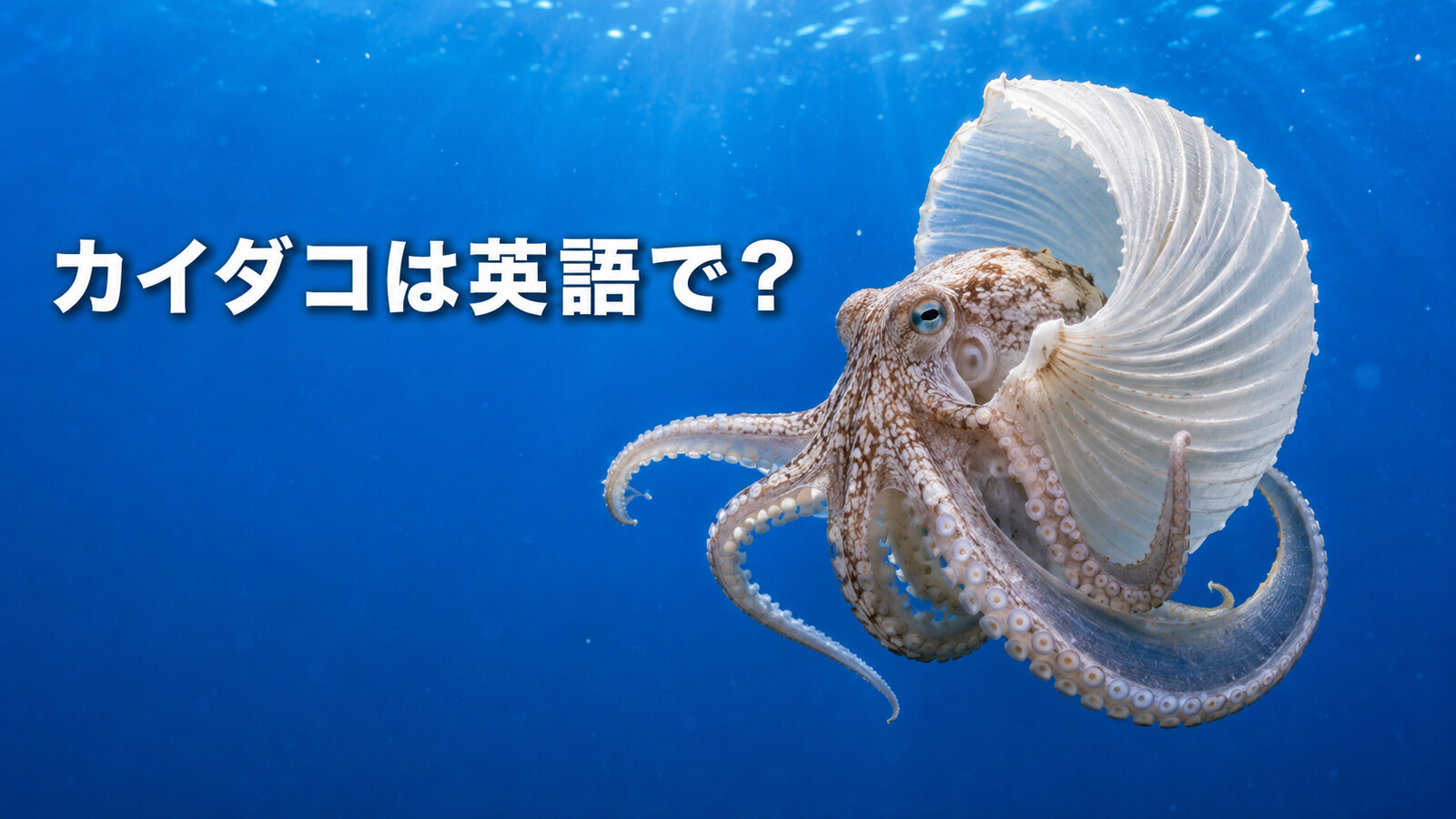 薄い卵殻を抱えて泳ぐカイダコと「カイダコは英語で？」の文字