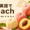 桃は英語でpeachと学ぶ、白桃・黄桃・ネクタリン・種を並べた解説画像