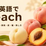桃は英語でpeachと学ぶ、白桃・黄桃・ネクタリン・種を並べた解説画像