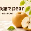 梨は英語でpearと学ぶ、丸い和梨と洋梨、半分に切った梨を並べた比較画像