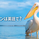 水辺に立つペリカンと「ペリカンは英語で？」の文字