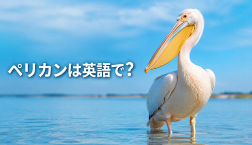 ペリカンは英語で？pelicanの発音・複数形とくちばしの袋pouchを解説