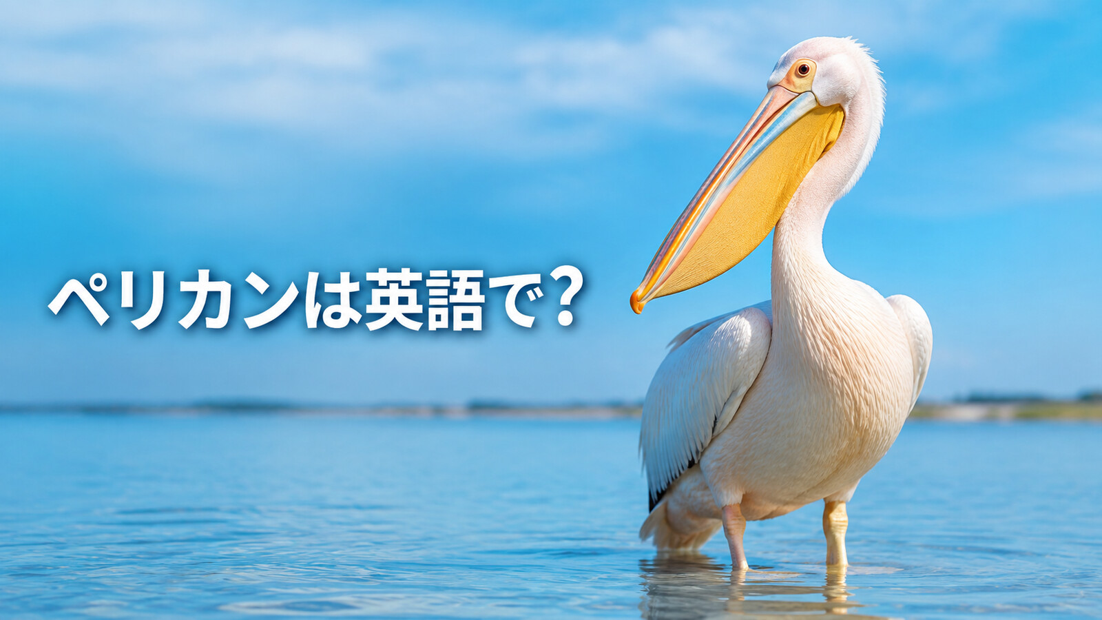 水辺に立つペリカンと「ペリカンは英語で?」の文字