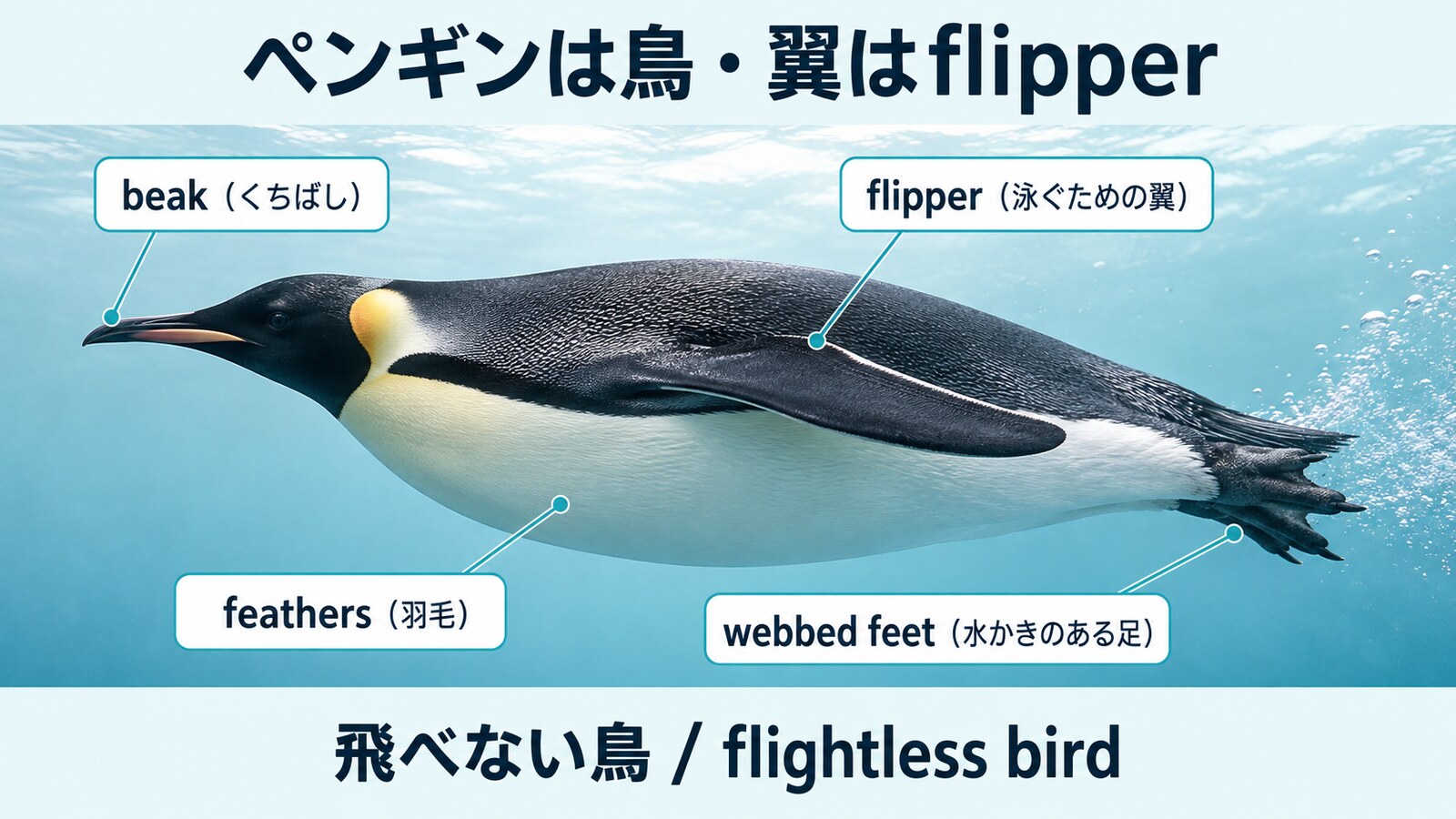 ペンギンのくちばし・翼・羽毛・水かきのある足を示す英語図解