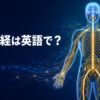 「末梢神経」は英語でperipheral nervous system｜全身へ広がる神経網のアイキャッチ