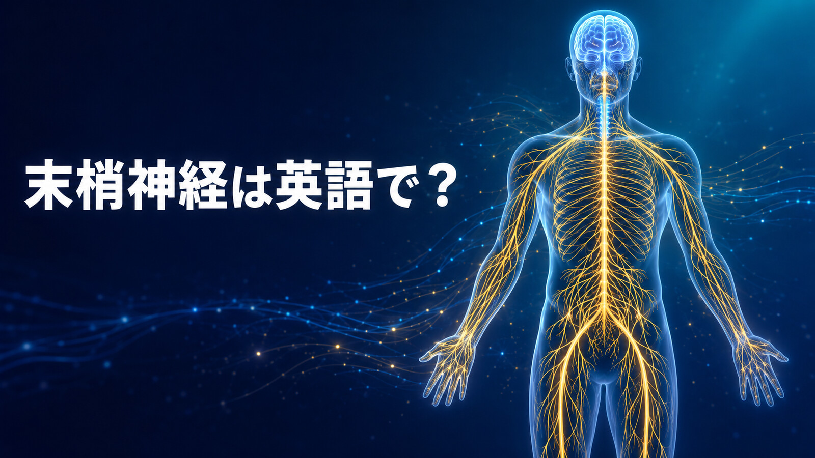 「末梢神経」は英語でperipheral nervous system｜全身へ広がる神経網のアイキャッチ