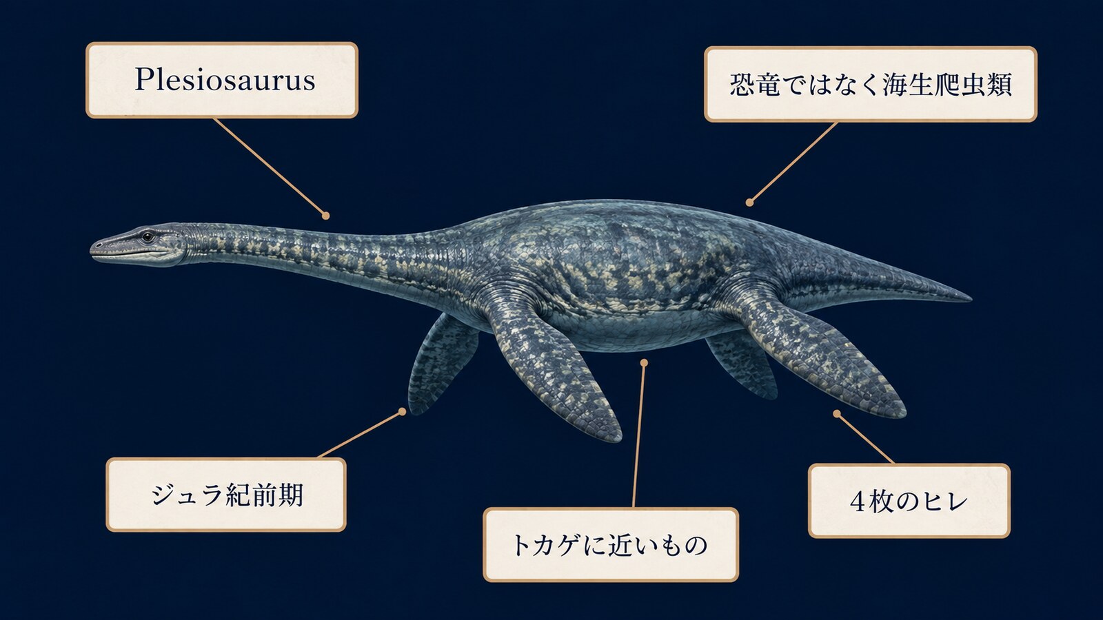 プレシオサウルスは恐竜ではなくジュラ紀前期の海生爬虫類で、4枚のヒレを持ち、名前はトカゲに近いものを意味することを示す図