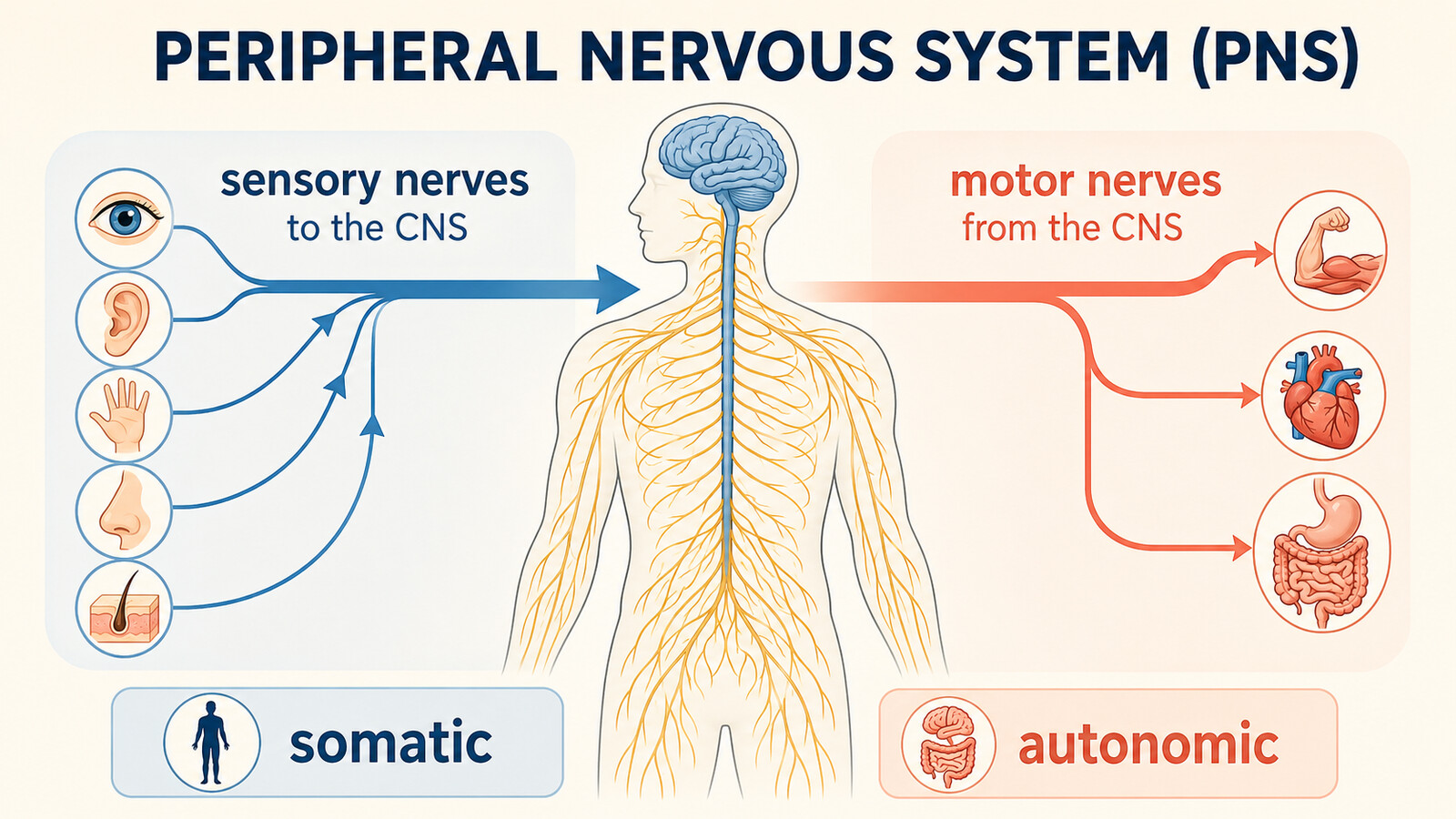 末梢神経PNSの働き｜sensory nervesとmotor nerves、somaticとautonomicの英語図解