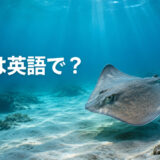 海底を泳ぐエイと「エイは英語で？」の文字