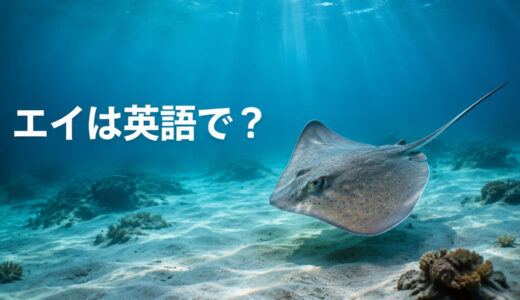 エイは英語で？rayの発音・複数形とstingray・manta ray・skateの違い