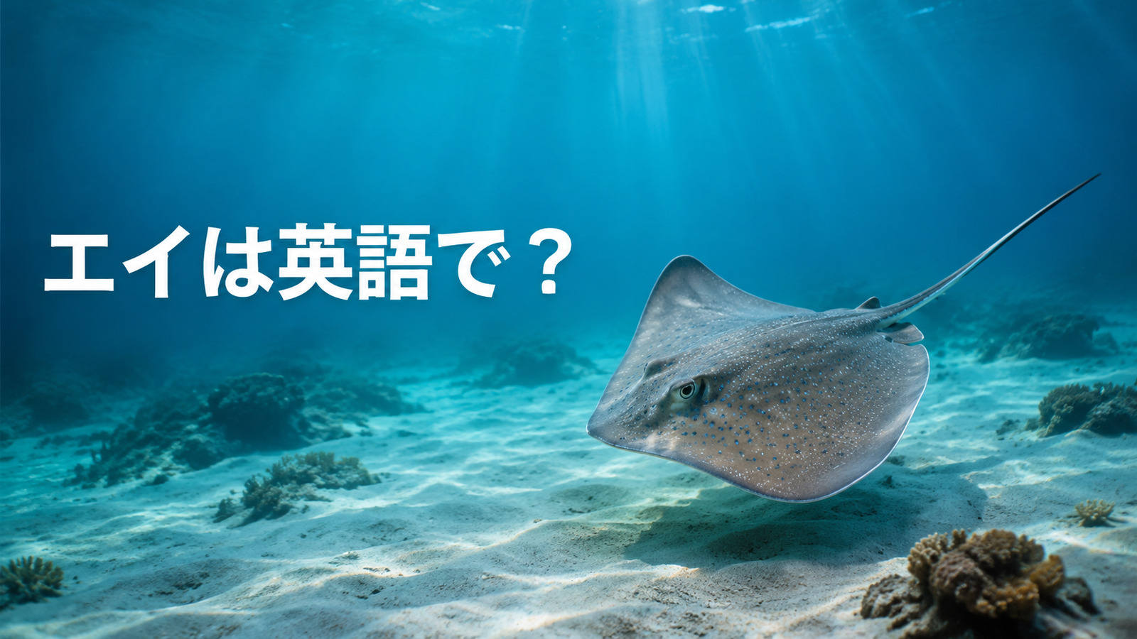海底を泳ぐエイと「エイは英語で？」の文字
