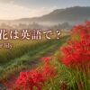 彼岸花は英語で？ red spider lily 秋の田んぼ沿いに咲く彼岸花