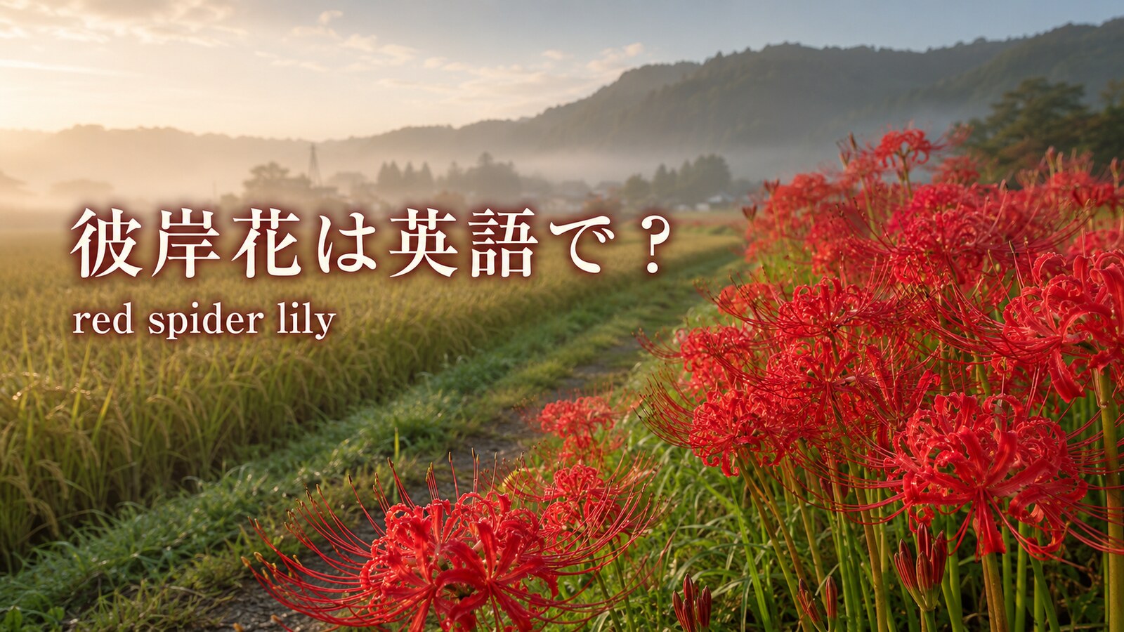 彼岸花は英語で？red spider lilyの意味・別名とお彼岸を説明する例文