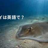 砂地に潜むアカエイと「アカエイは英語で？」の文字