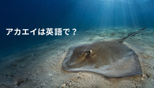 アカエイは英語で？red stingrayの発音・複数形とstingrayとの違い