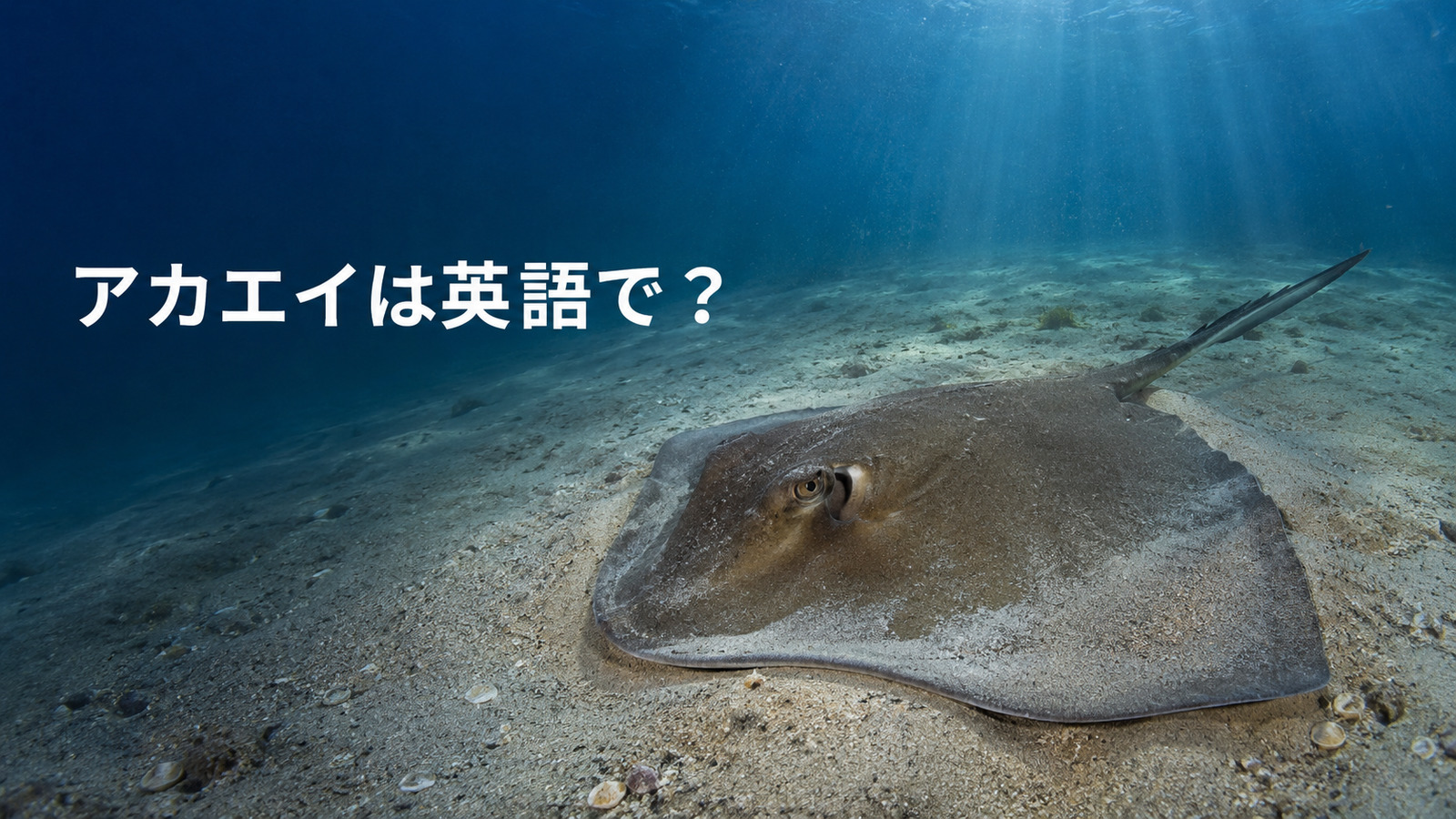 砂地に潜むアカエイと「アカエイは英語で?」の文字