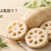 れんこんは英語でlotus rootと説明する記事のアイキャッチ