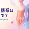 生殖器系は英語で？reproductive systemと女性・男性の生殖器官、卵子・精子・DNAを示したアイキャッチ