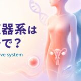 生殖器系は英語で？reproductive systemと女性・男性の生殖器官、卵子・精子・DNAを示したアイキャッチ